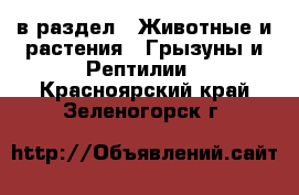 в раздел : Животные и растения » Грызуны и Рептилии . Красноярский край,Зеленогорск г.